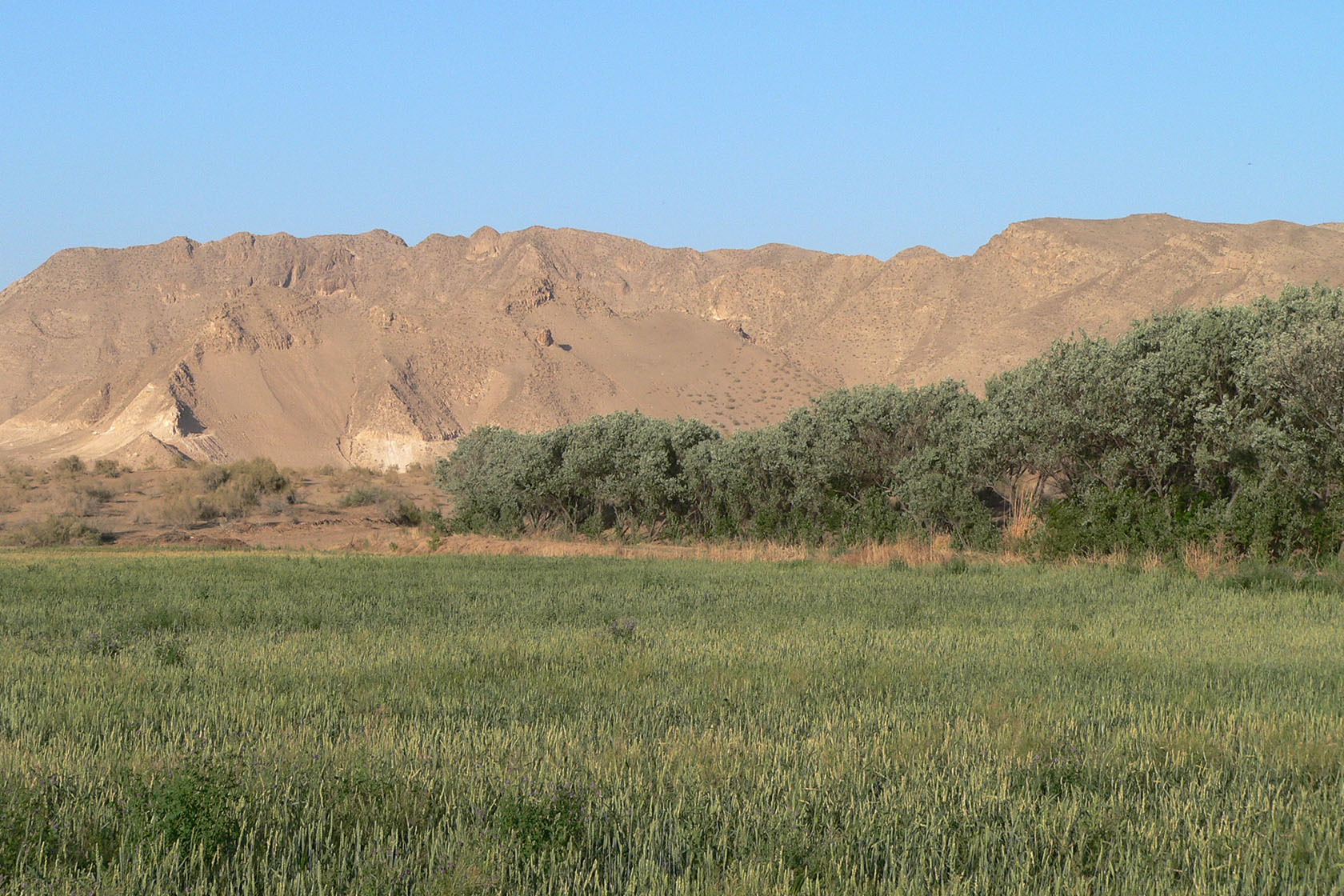 Курджалакум, image of landscape/habitat.