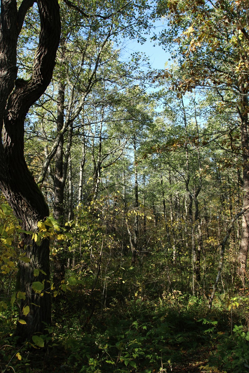 Шепелёвский маяк, image of landscape/habitat.