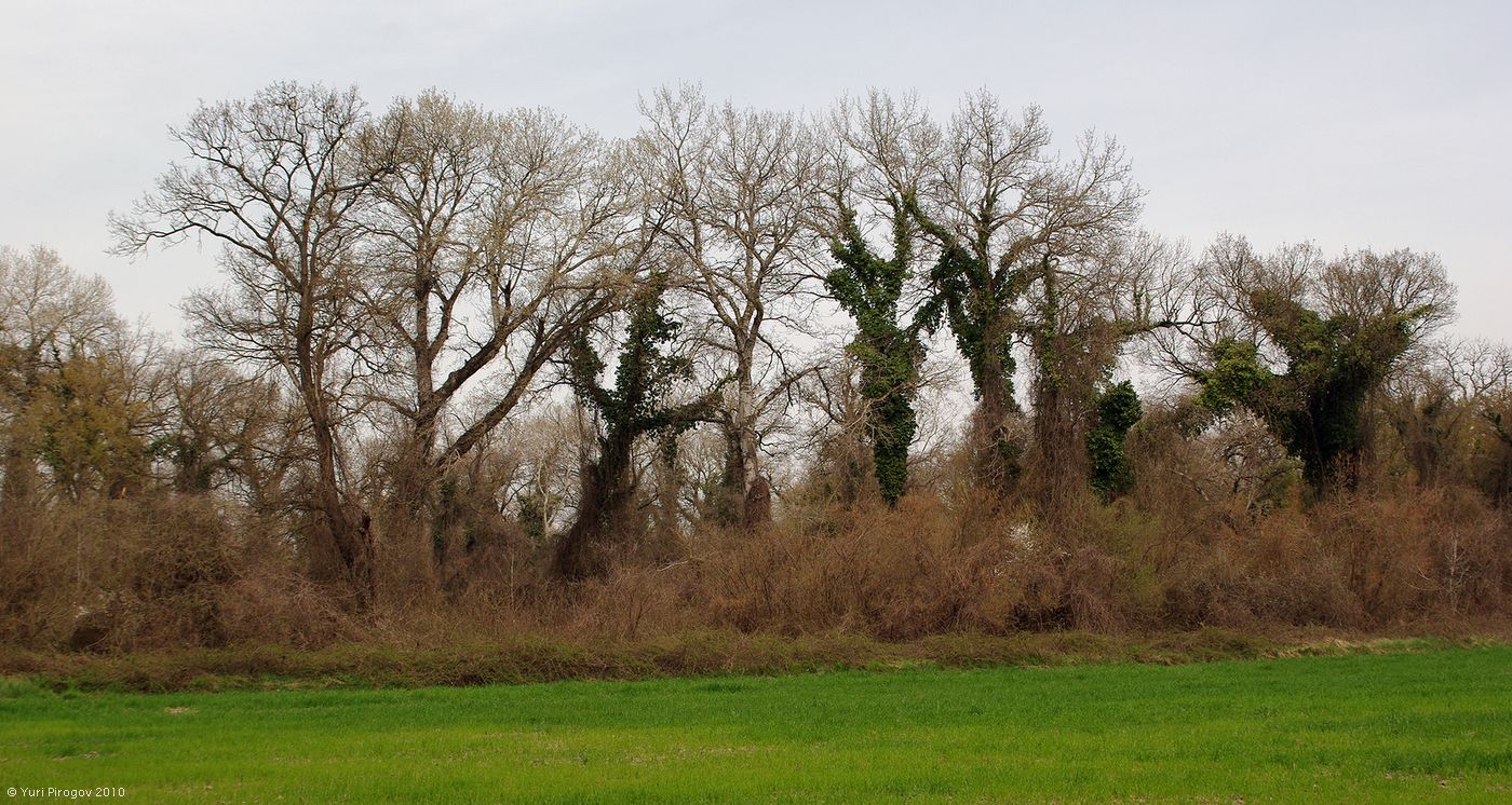 Самурский лес, image of landscape/habitat.