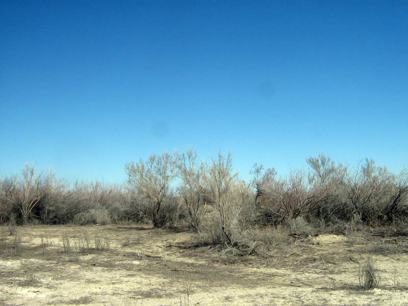 Пески Таукум, image of landscape/habitat.