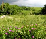 Image of landscape