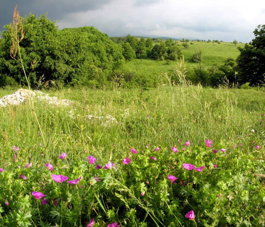 Долгоруковская яйла, image of landscape/habitat.