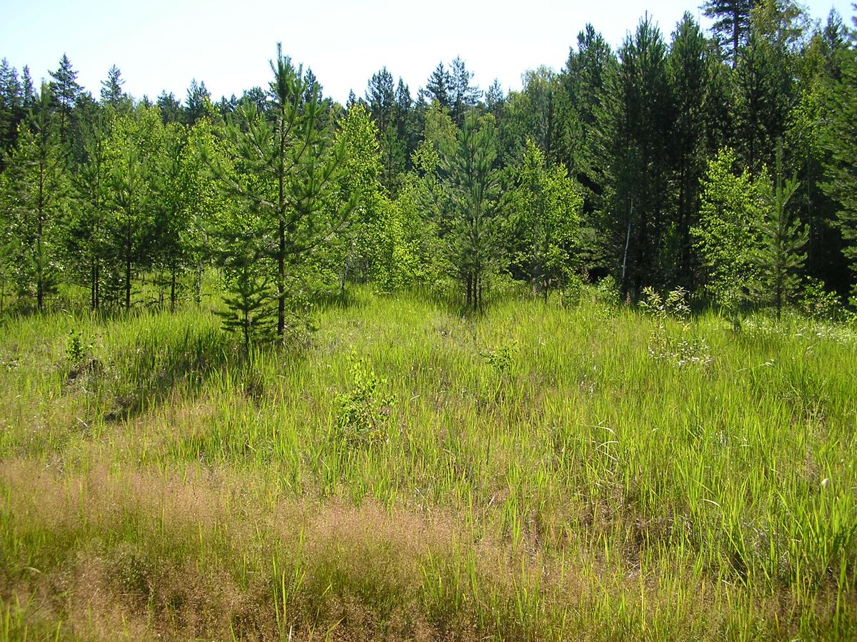 Окрестности Кособродска, image of landscape/habitat.