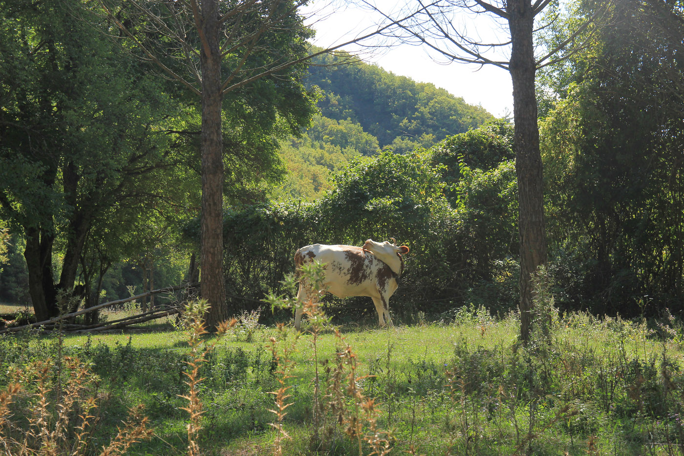 Посадки пинии близ Прасковеевки, image of landscape/habitat.