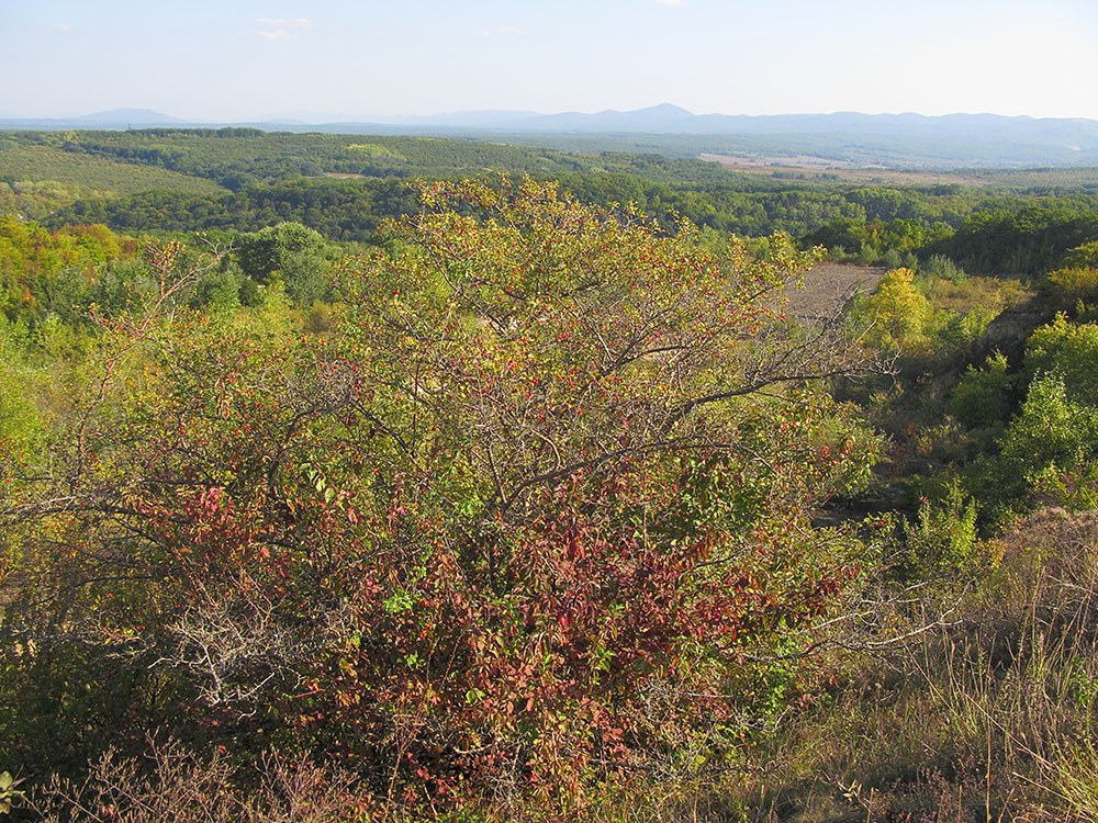 Окрестности Нижнебаканской, image of landscape/habitat.