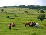 Долгоруковская яйла, image of landscape/habitat.