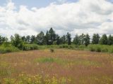 Image of landscape