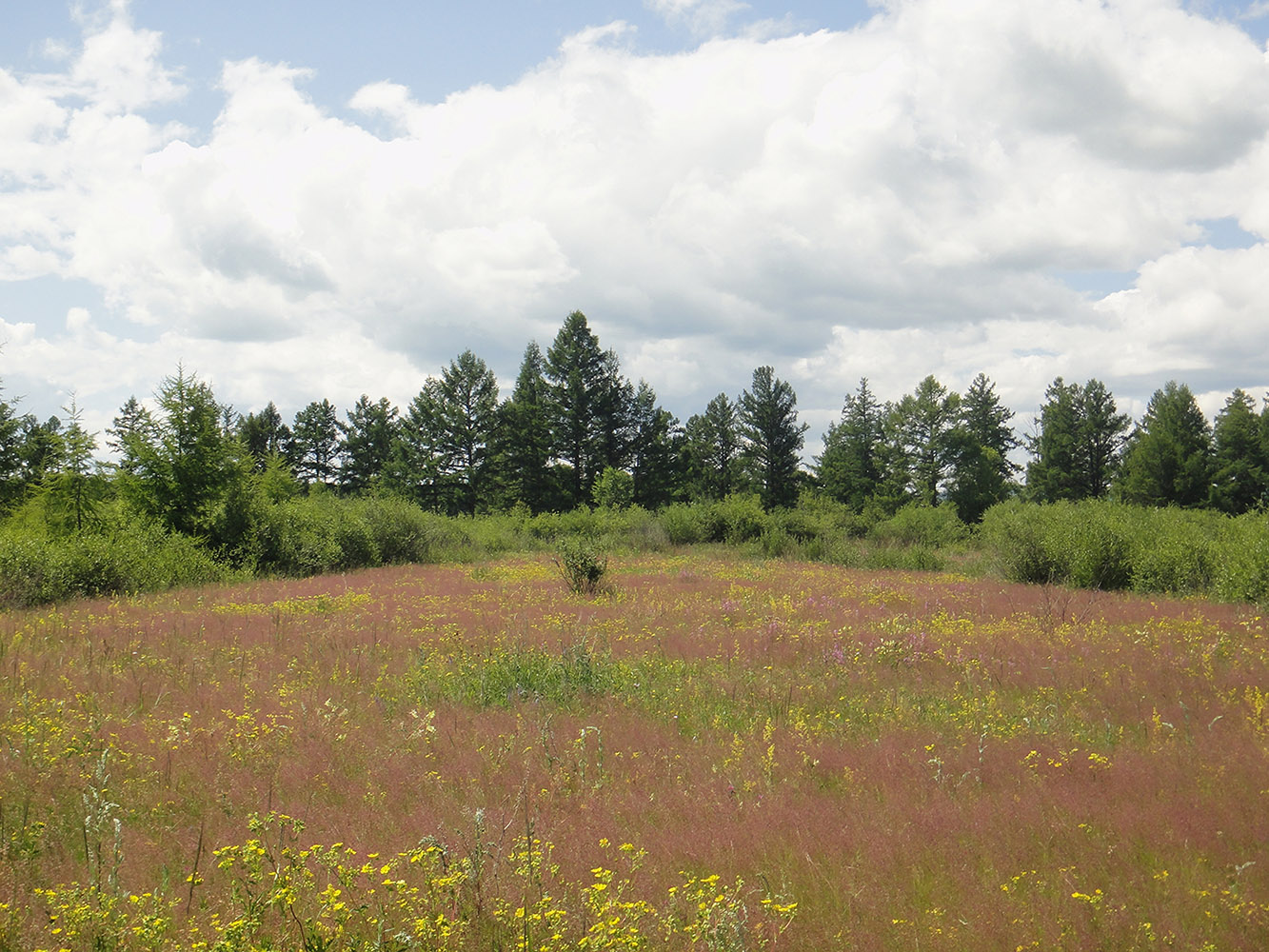 Окрестности Северного, image of landscape/habitat.