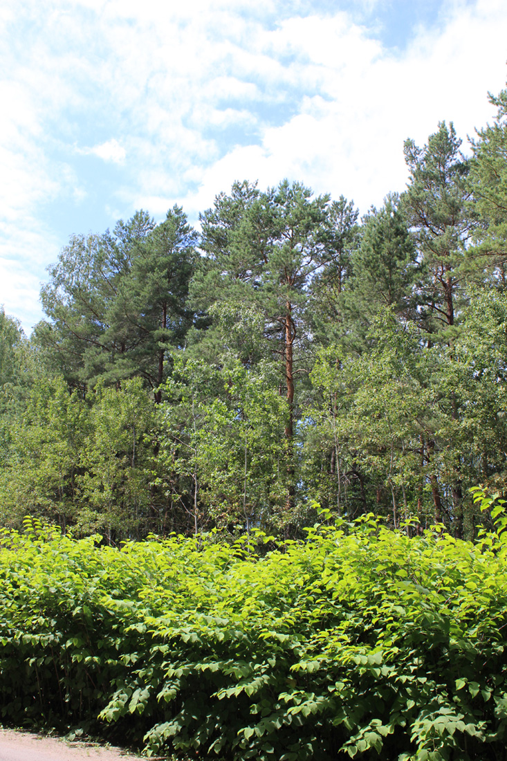 "Сосны" и окрестности, image of landscape/habitat.