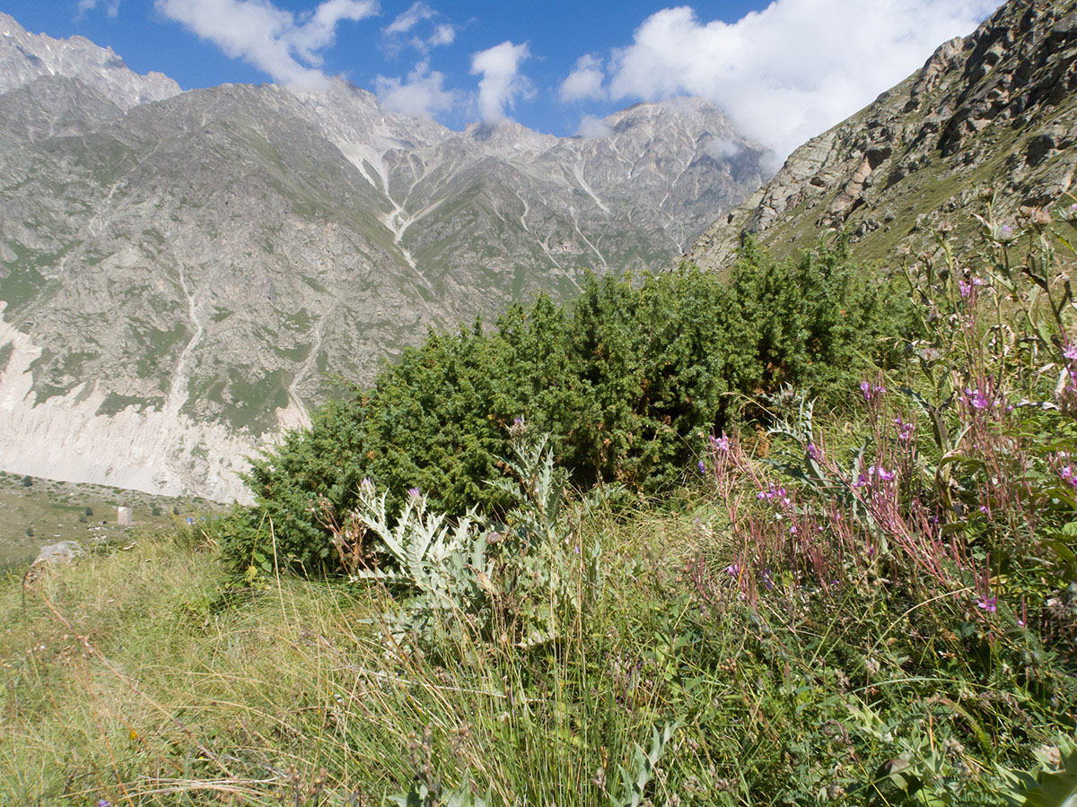 Мижирги, image of landscape/habitat.