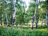 Нижнеудинск, image of landscape/habitat.