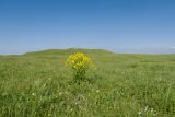 Скала Джегута, image of landscape/habitat.