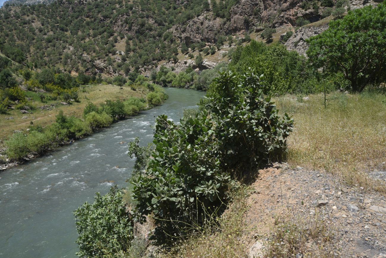 Устье Гали-Гарах-Мюса, image of landscape/habitat.