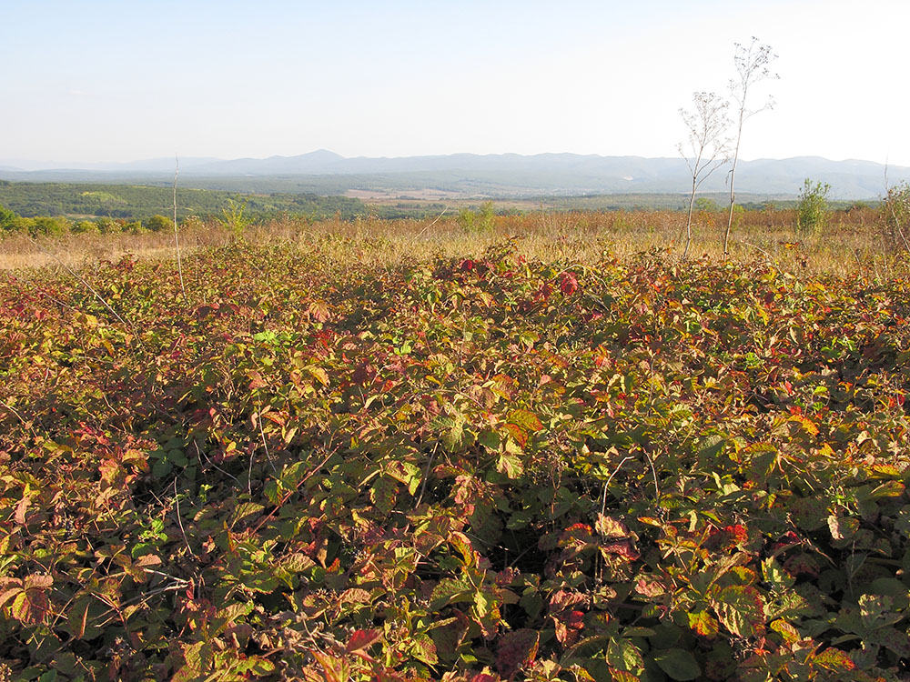 Окрестности Нижнебаканской, image of landscape/habitat.