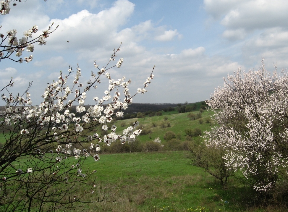 Верховья реки Самоткань, image of landscape/habitat.