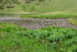 Сазаната, image of landscape/habitat.