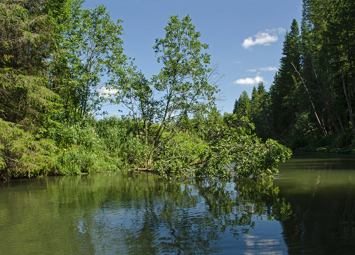 Окрестности деревни Шкарята, image of landscape/habitat.