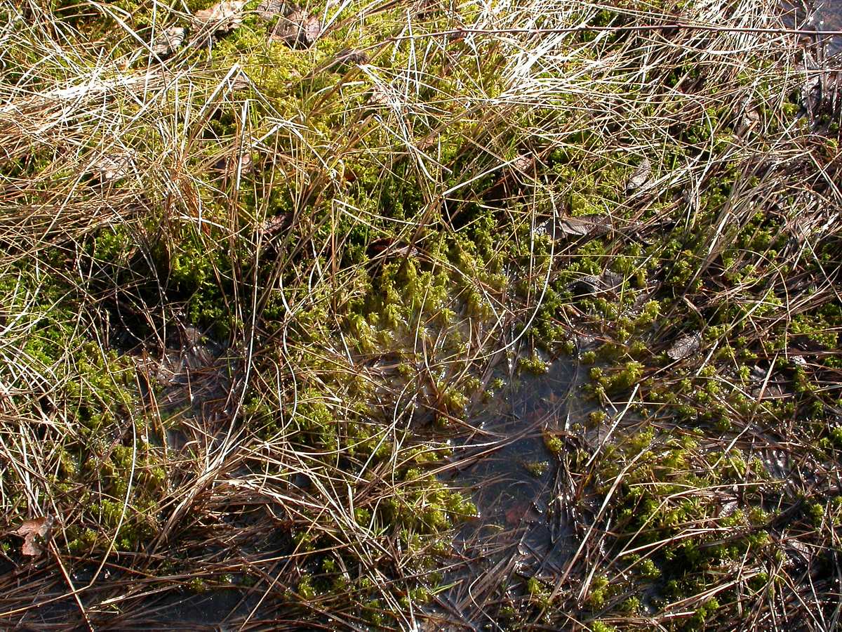 Песочный, image of landscape/habitat.