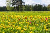 Парк "Александрия", image of landscape/habitat.