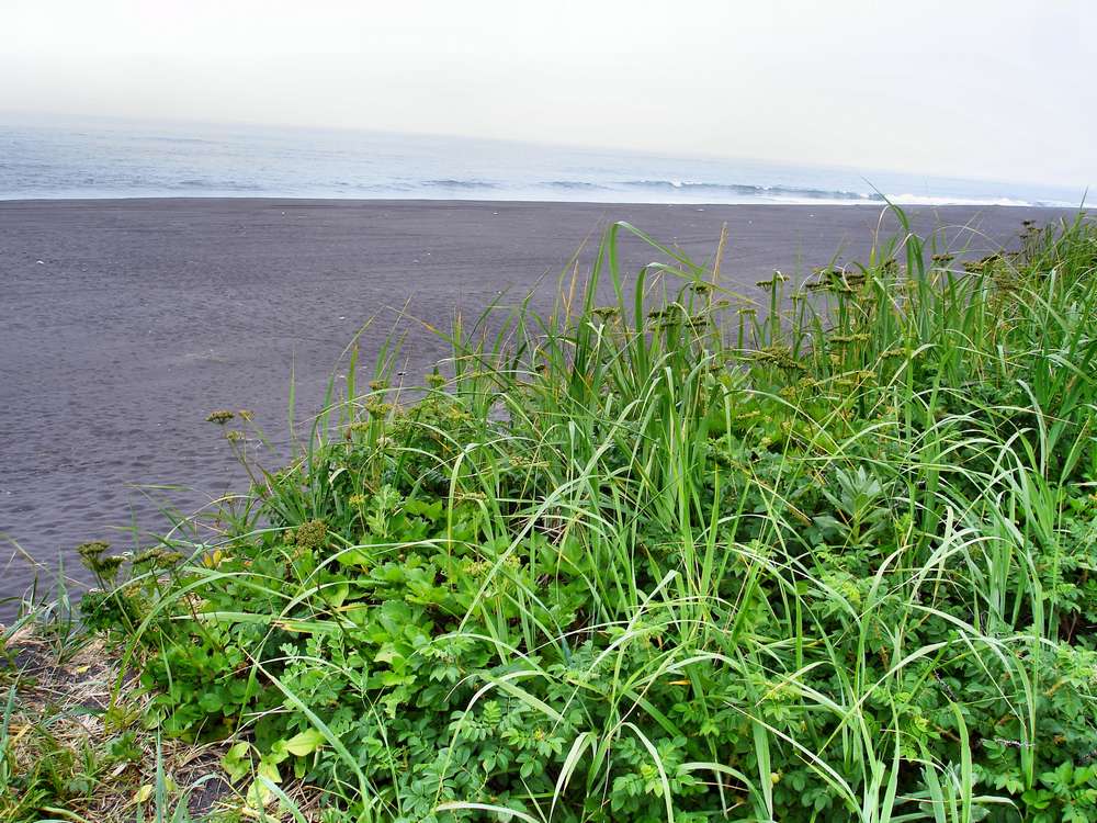 Халактырский пляж, image of landscape/habitat.