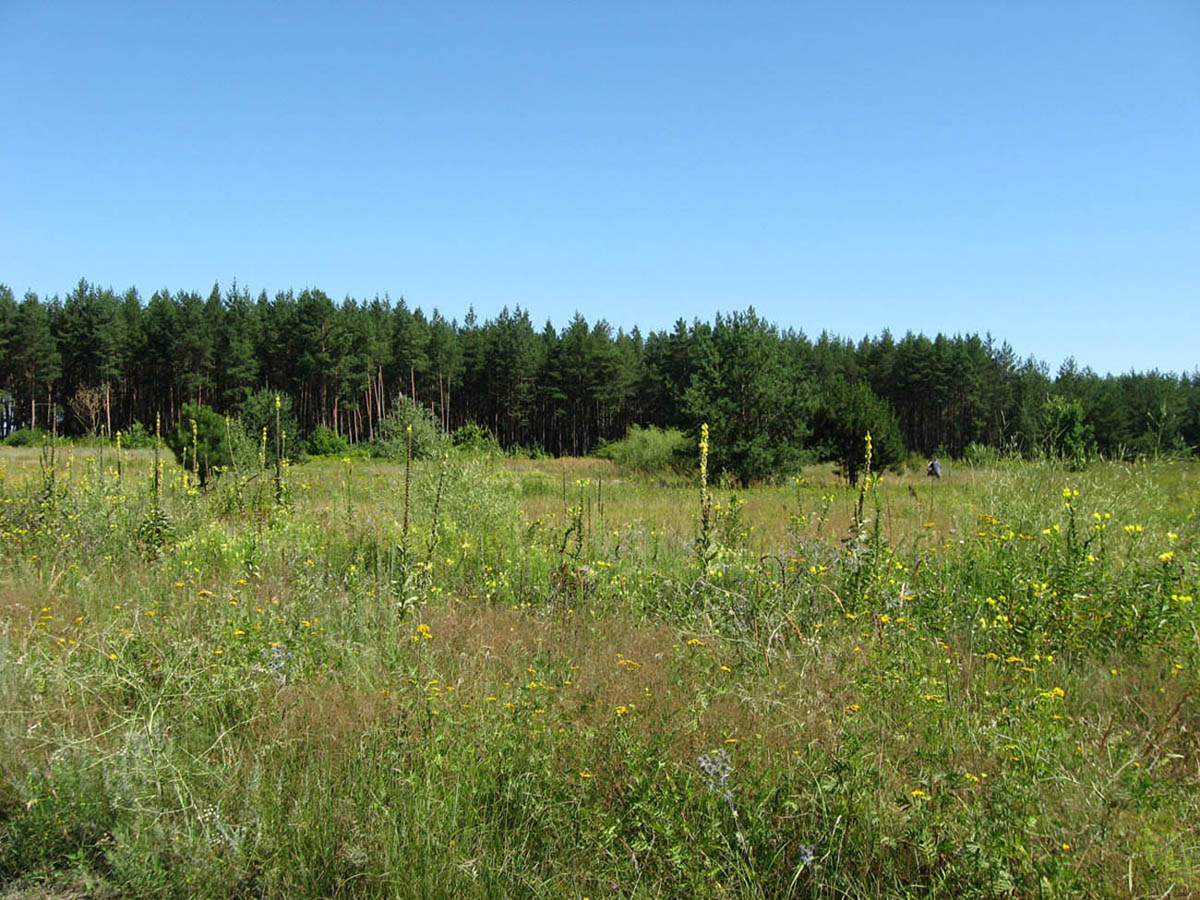 Ямполь, image of landscape/habitat.