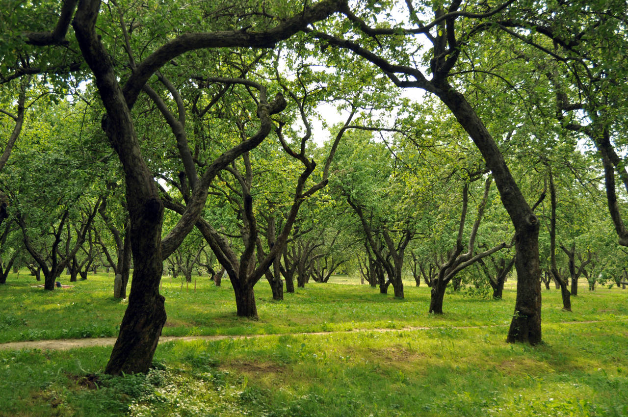 Коломенское, image of landscape/habitat.