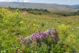 Окрестности Азишского перевала, image of landscape/habitat.