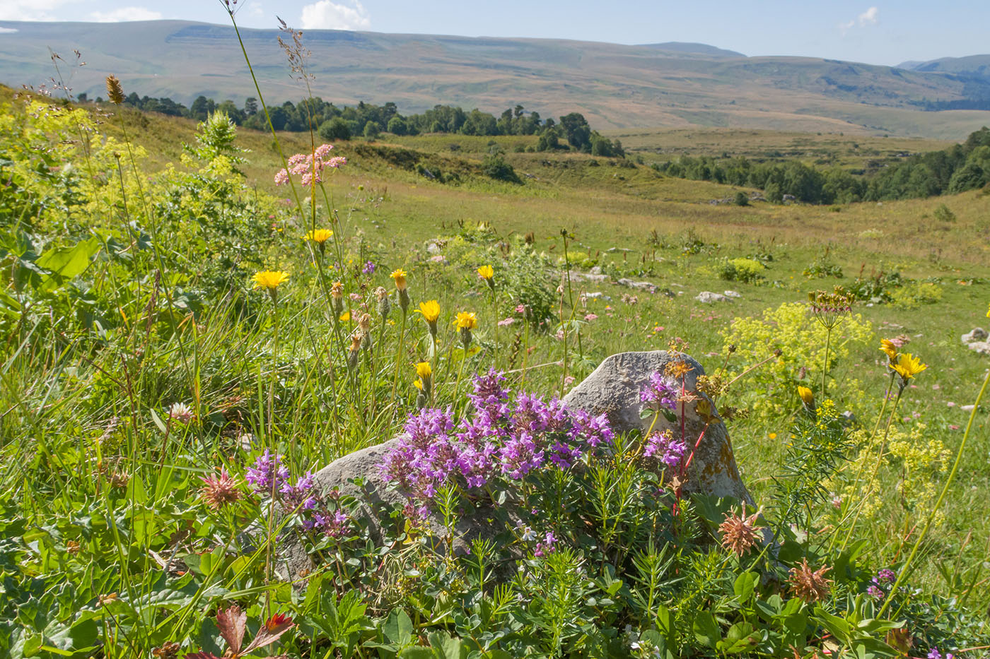 Окрестности Азишского перевала, image of landscape/habitat.