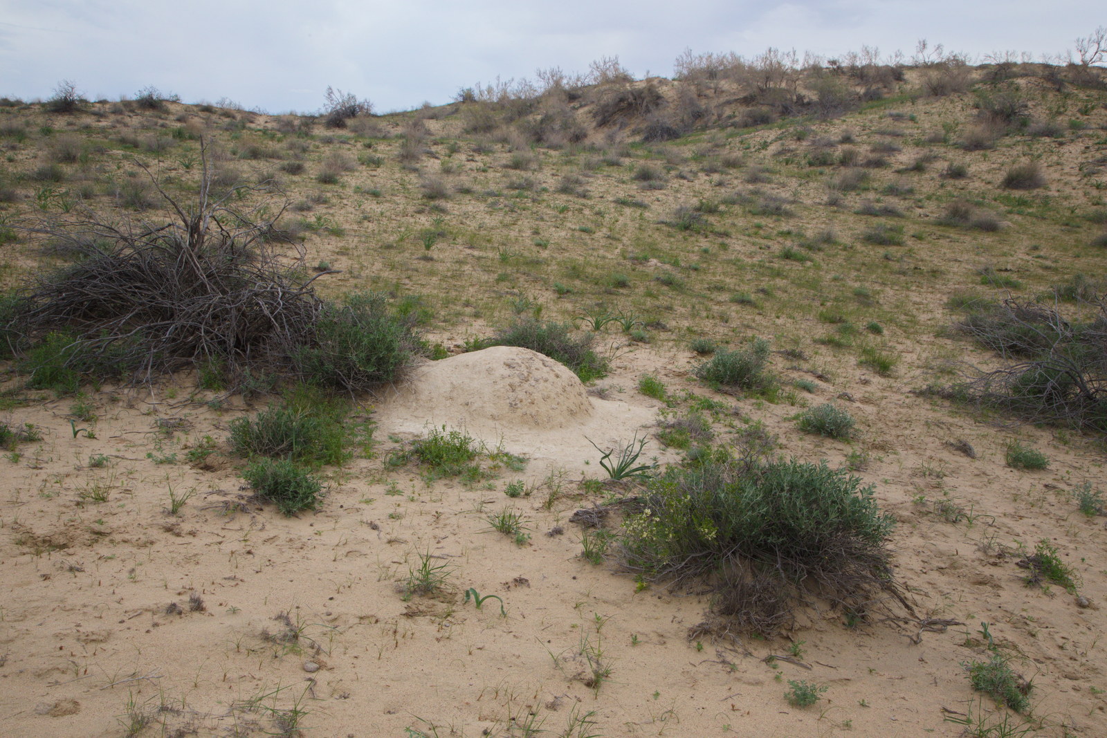 Пески Саускан., image of landscape/habitat.