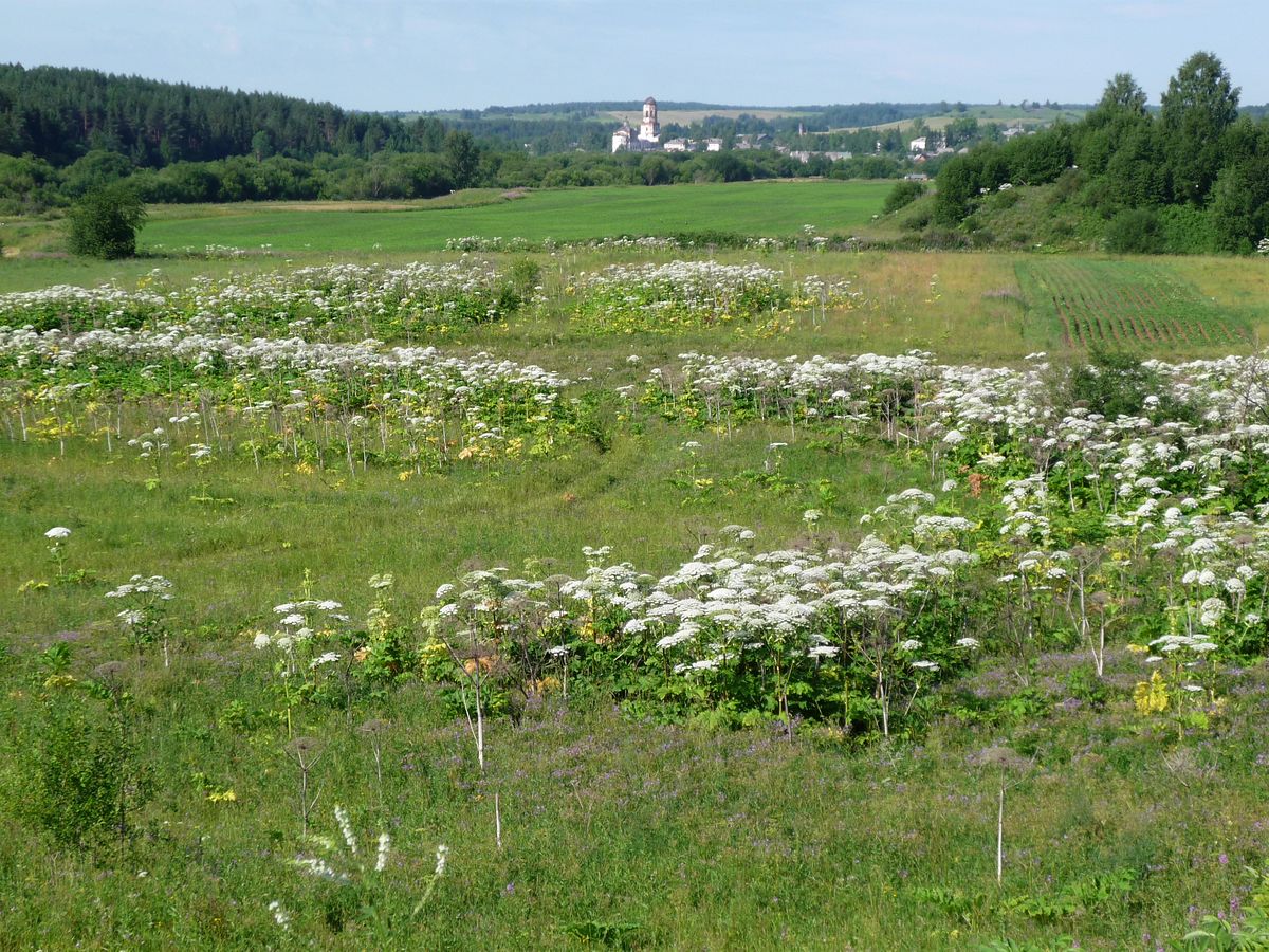 Вельск, image of landscape/habitat.