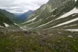 Архыз. Долина реки Псыш, image of landscape/habitat.