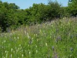 Верховья реки Самоткань, image of landscape/habitat.