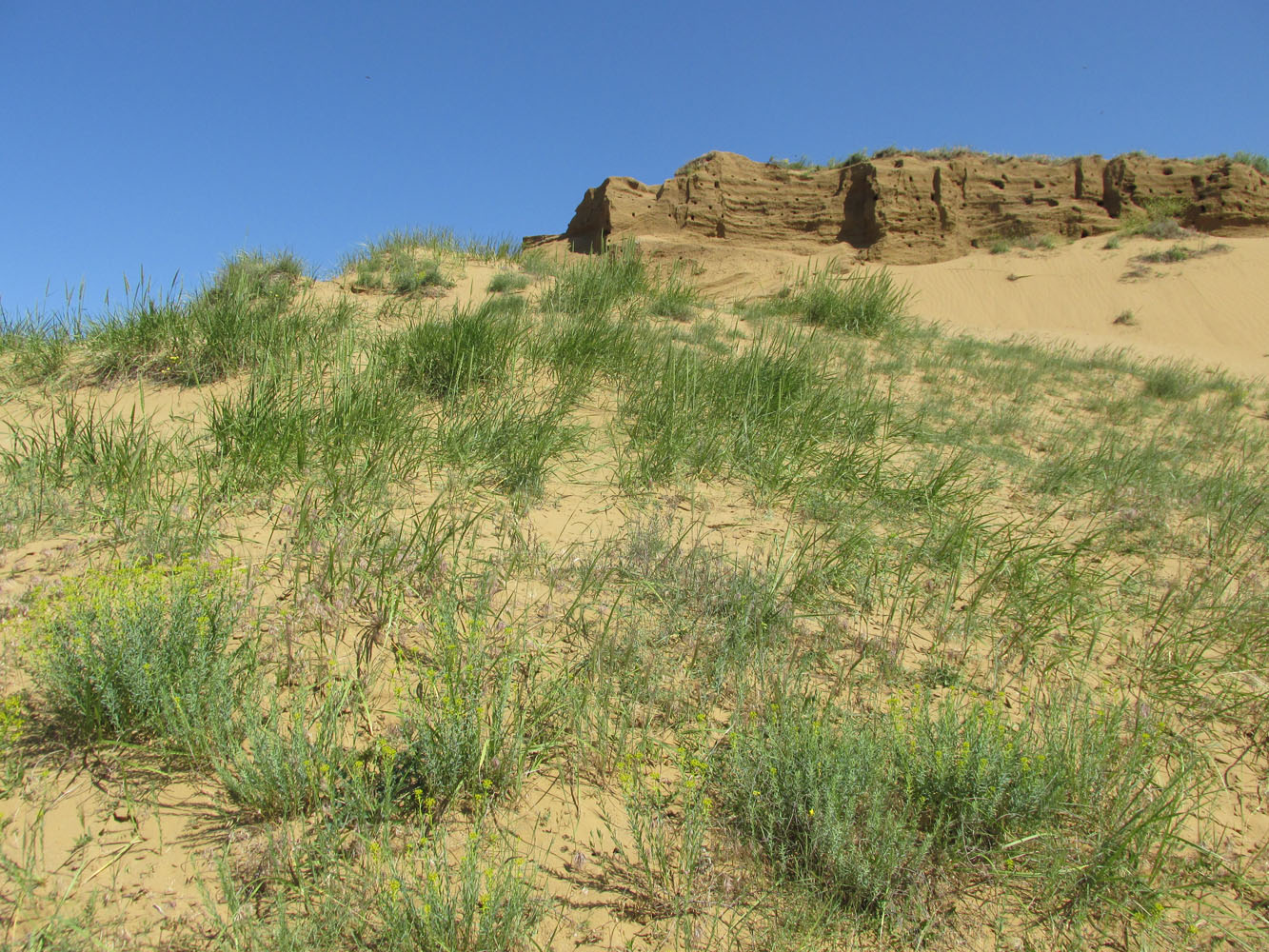Окрестности села Коркмаскала, image of landscape/habitat.