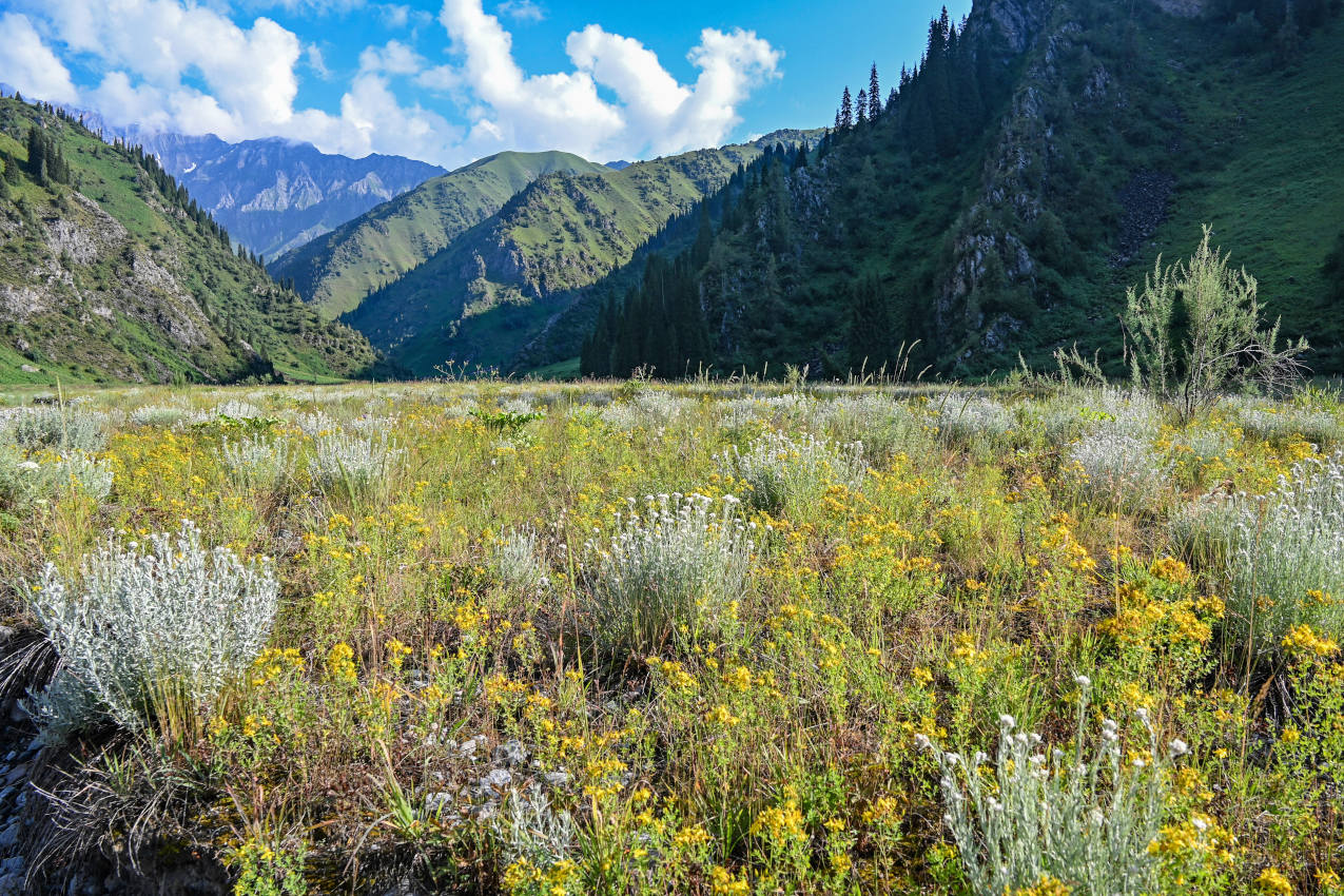 Озеро Сары-Челек, image of landscape/habitat.