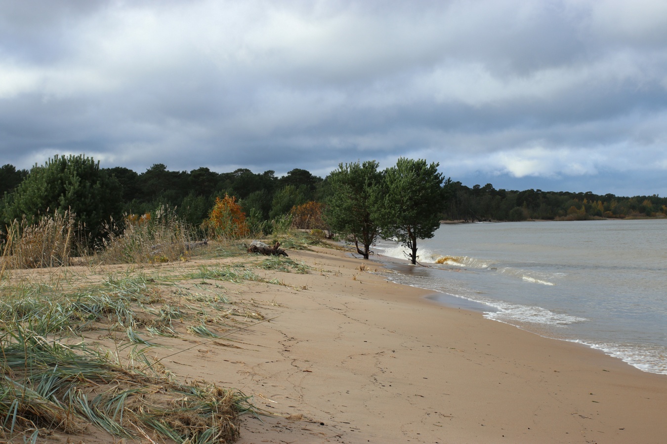 Большая Ижора, image of landscape/habitat.