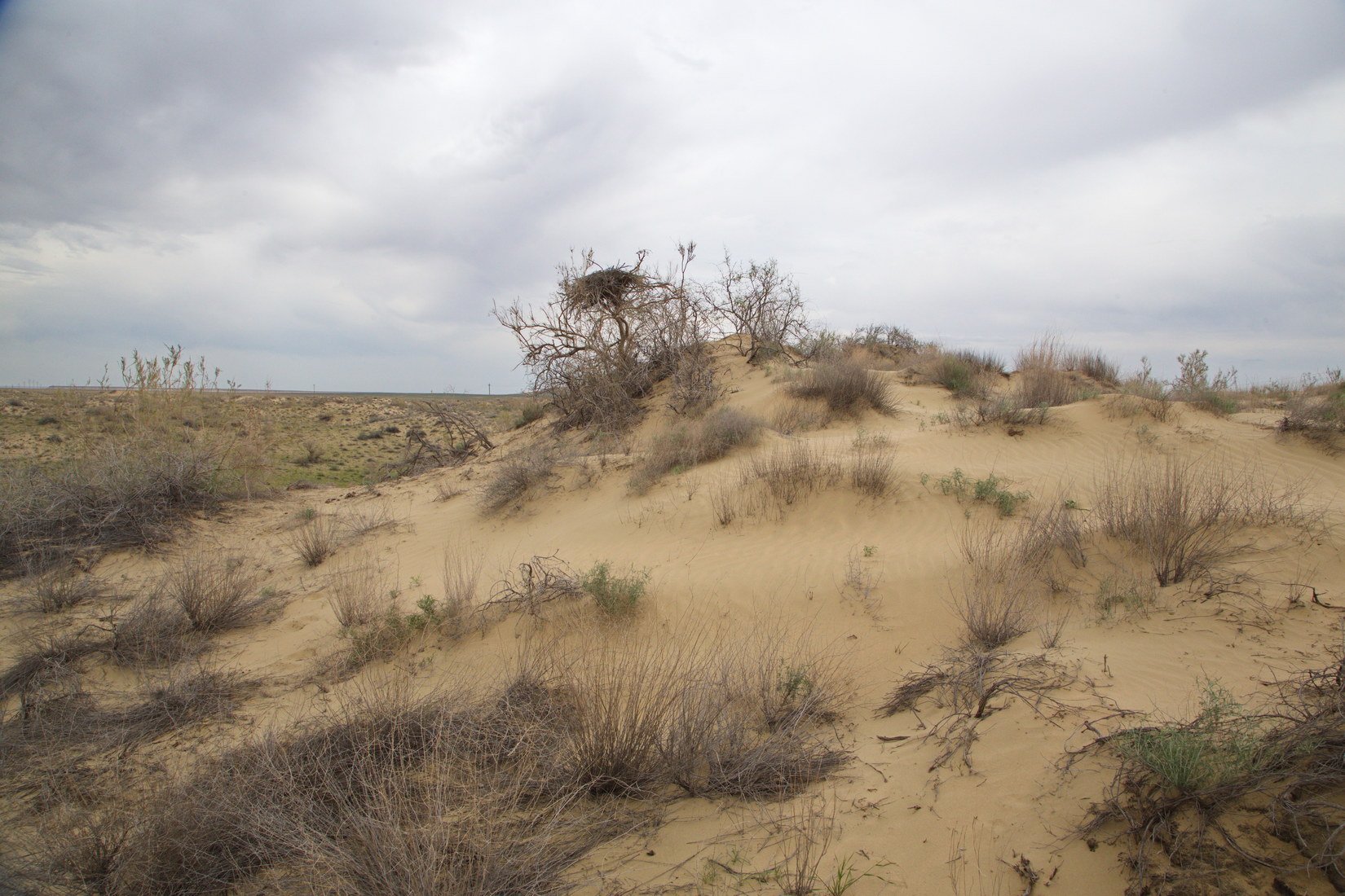 Пески Саускан., image of landscape/habitat.