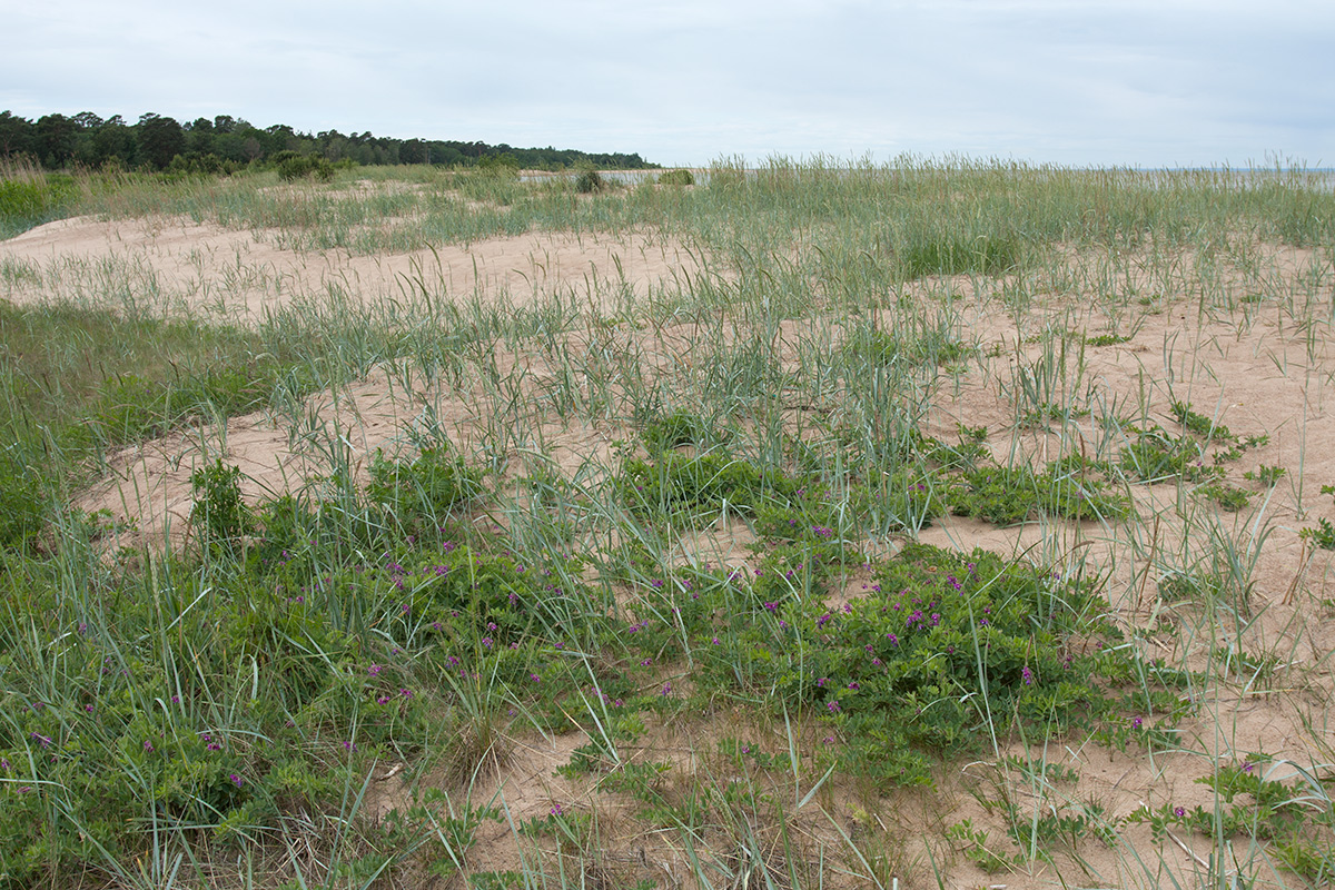 Большая Ижора, image of landscape/habitat.