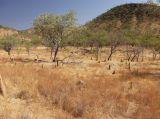 Undara Volcanic, image of landscape/habitat.