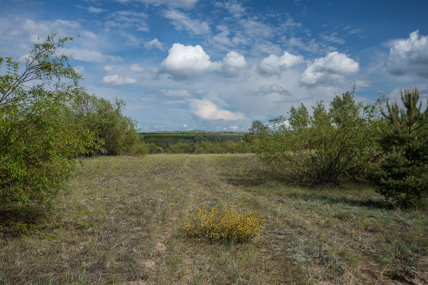 Калитвенская лука, изображение ландшафта.