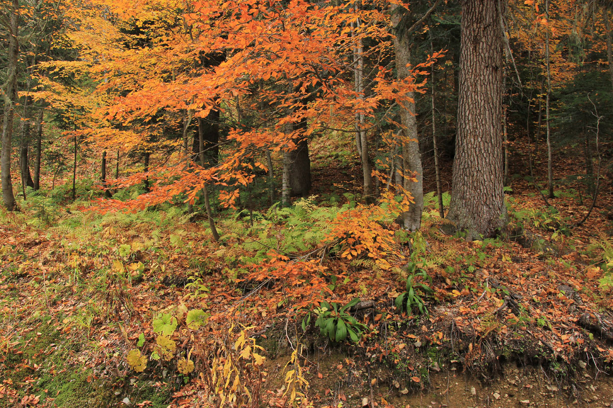 Хребет Псехако, image of landscape/habitat.