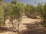 Undara Volcanic, image of landscape/habitat.