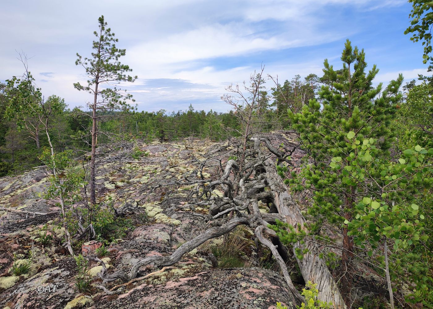 Остров Сюскюянсаари, image of landscape/habitat.