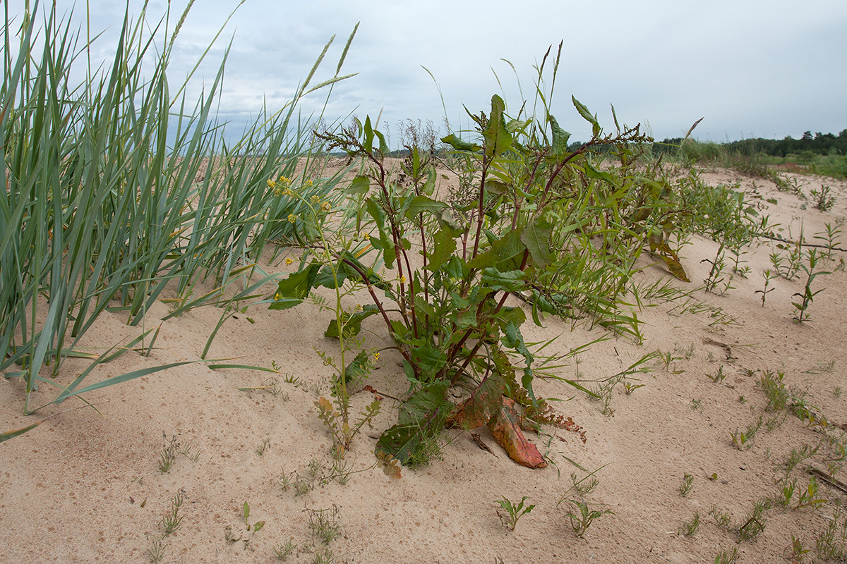 Большая Ижора, image of landscape/habitat.