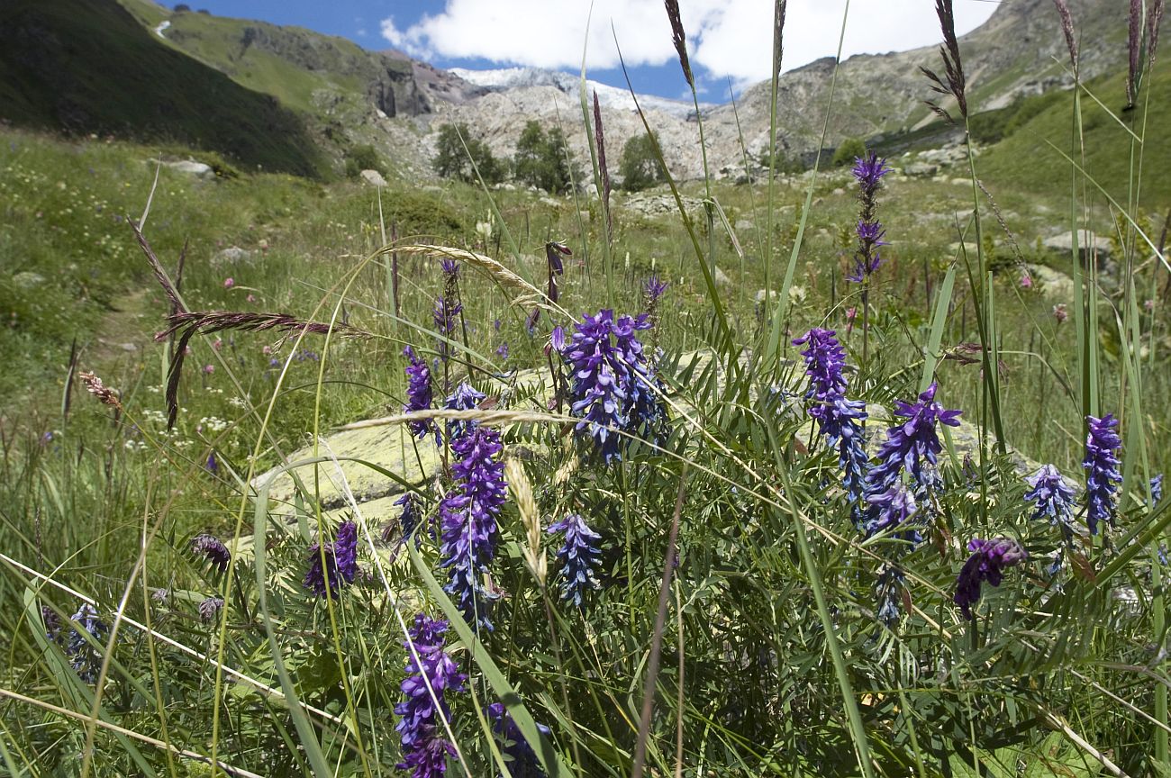 Долина реки Терскол, image of landscape/habitat.