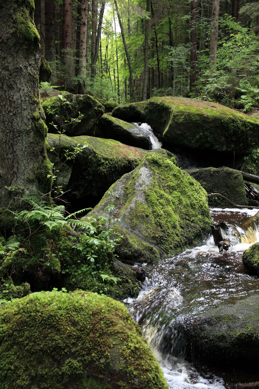 Vyšší Brod a Opatská stezka, image of landscape/habitat.