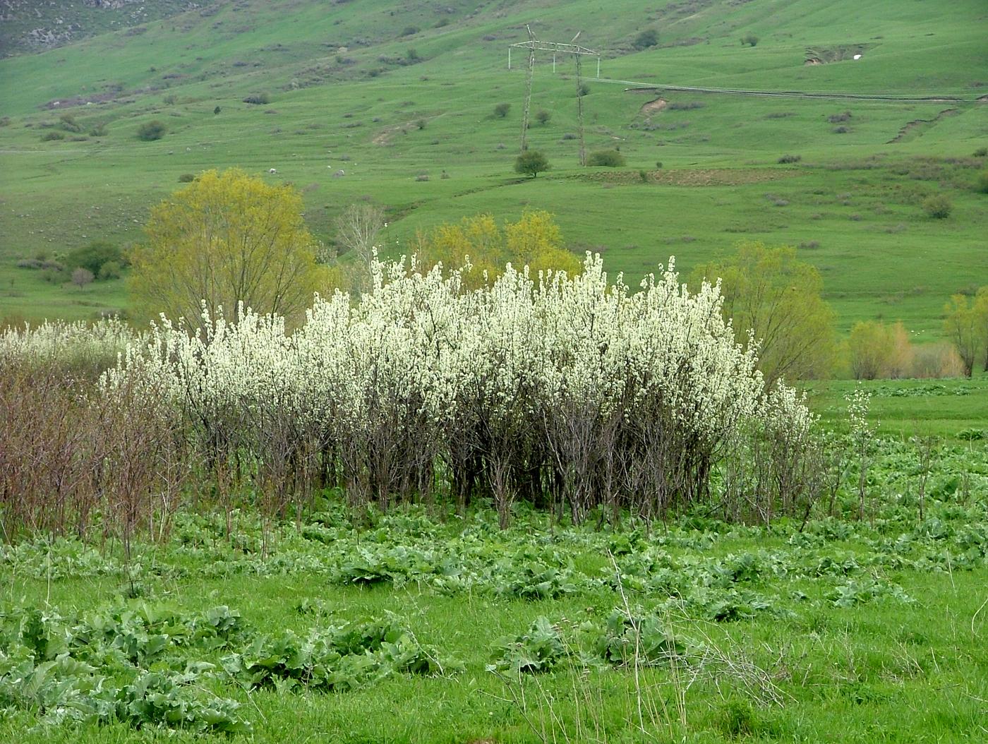 Окрестности с. Жабаглы, image of landscape/habitat.