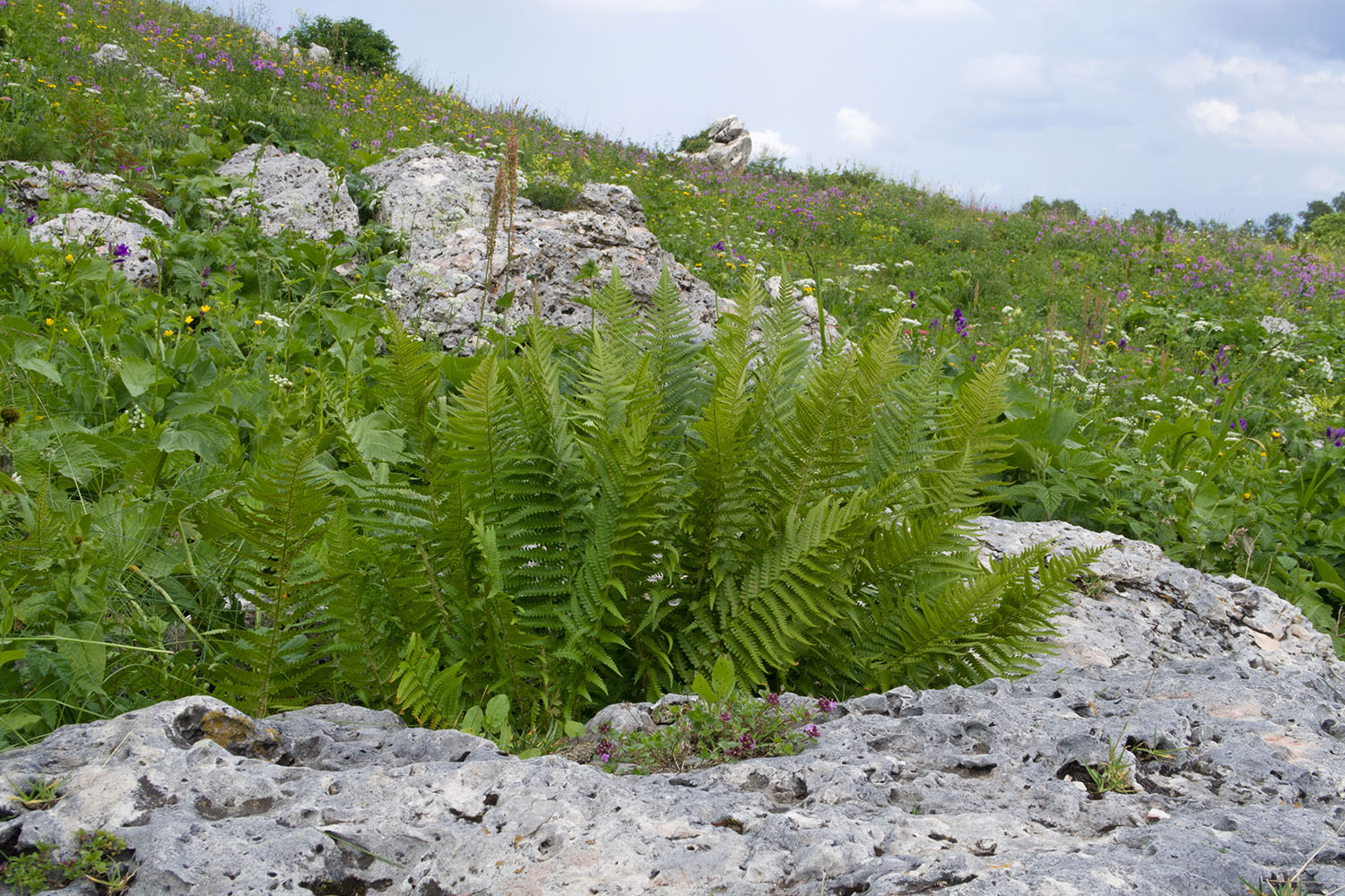 Каменное Море, image of landscape/habitat.