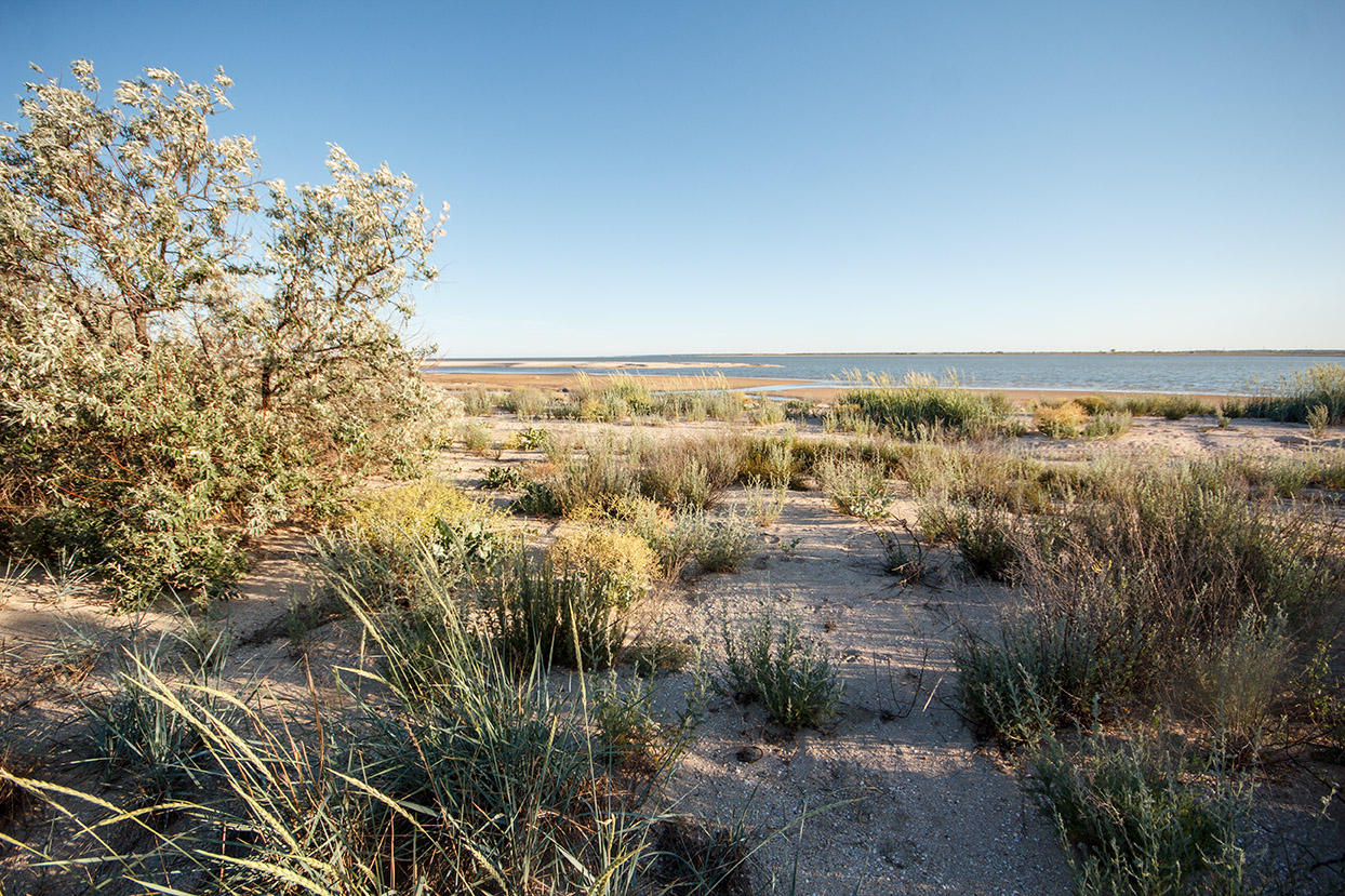 Ясенская коса, image of landscape/habitat.