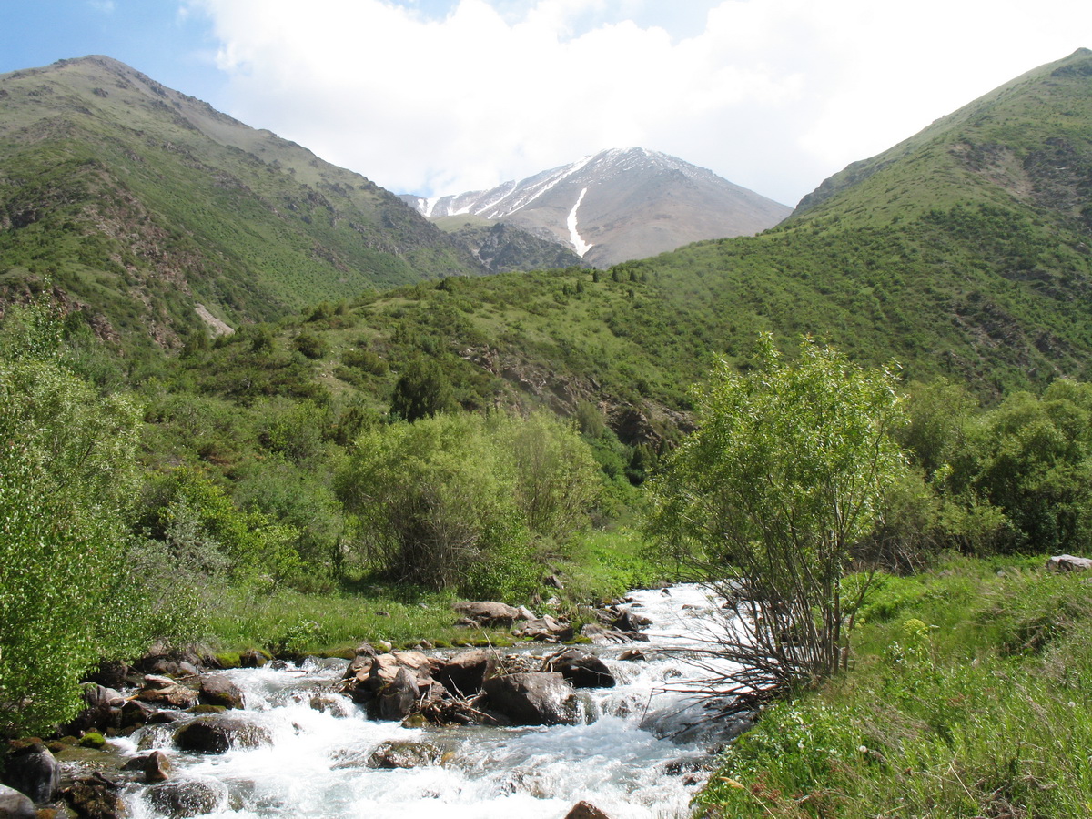 Коксай (нижний пояс), image of landscape/habitat.