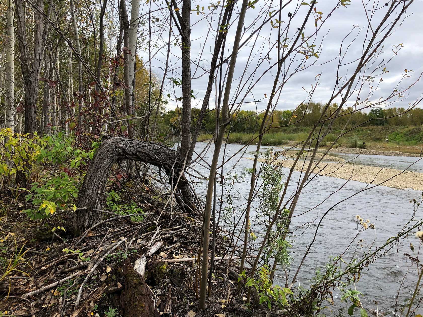 Комсомольск и окрестности, image of landscape/habitat.